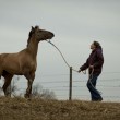 Horse-Angels