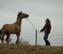 Horse-Angels