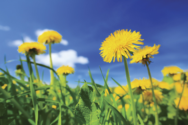 Dandelions