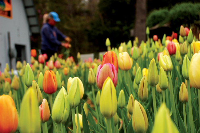Flower Farm Flower Farm