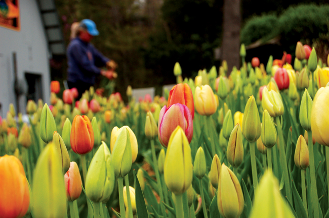 Flower Farm