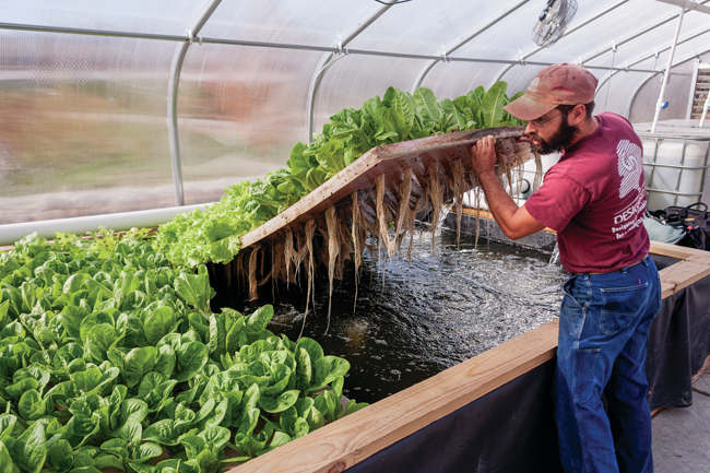 Synergetic Farming Fish and Plants Puts Fresh Food on ...