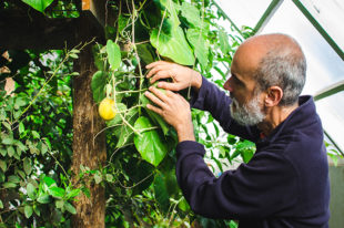 Arango with a granadilla, the edible fruit of the passionflower. Photo by Aubrey Dunnuck