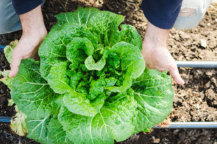 A Chinese cabbage plant; the barn at Sobremesa Farm. Photo by Aubrey Dunnuck