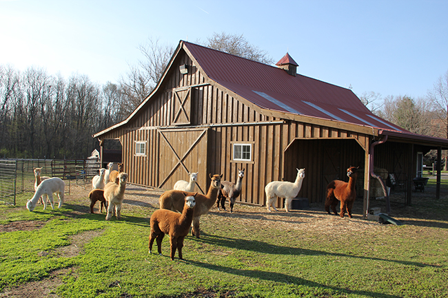 Curious alpacas at the White Violet Center. Courtesy photo