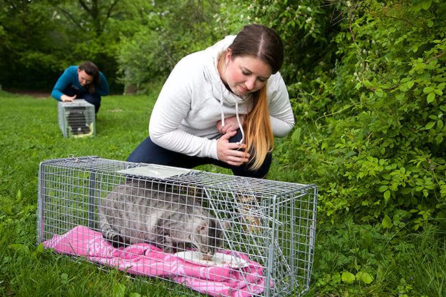 Rebecca Warren (background) and Lanie Hines comfort recently trapped community cats. Photo by Jim Krause