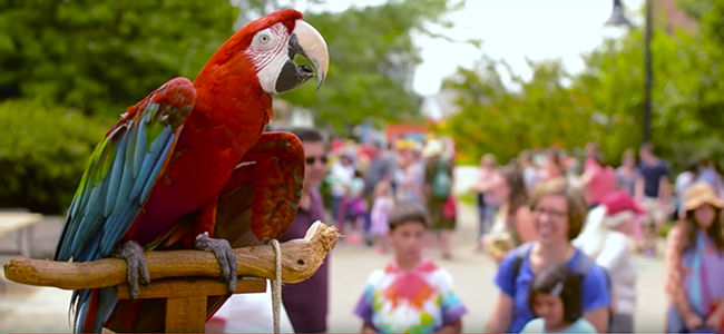 Charlie Bird shows off for the crowd at the Bloomington Community Farmer's Market. Image captured from video by Nick Bauer.