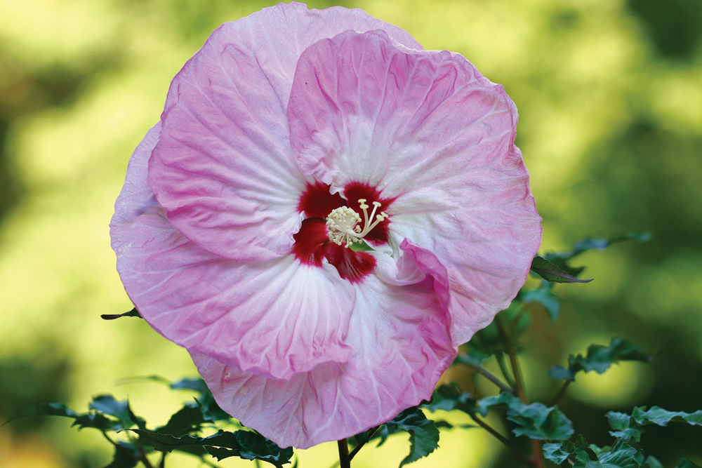 An example of a hardy hibiscus. Photo by iStock.com/DipaliS