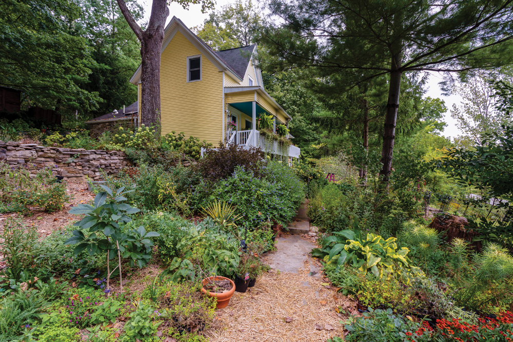To access the front door, visitors walk through lush plantings on a path to the stairs on the side of the porch. To the right, the plantings slope down the steep hill and, just past the dark green of the magnolia tree, a distant bit of Hartstrait Road is visible. On the near right of the path there are focal points such the big leaves of a variegated Hosta contrasting with Amsonia ‘hubrectii’ with yellow splashes on its thread-like leaves.