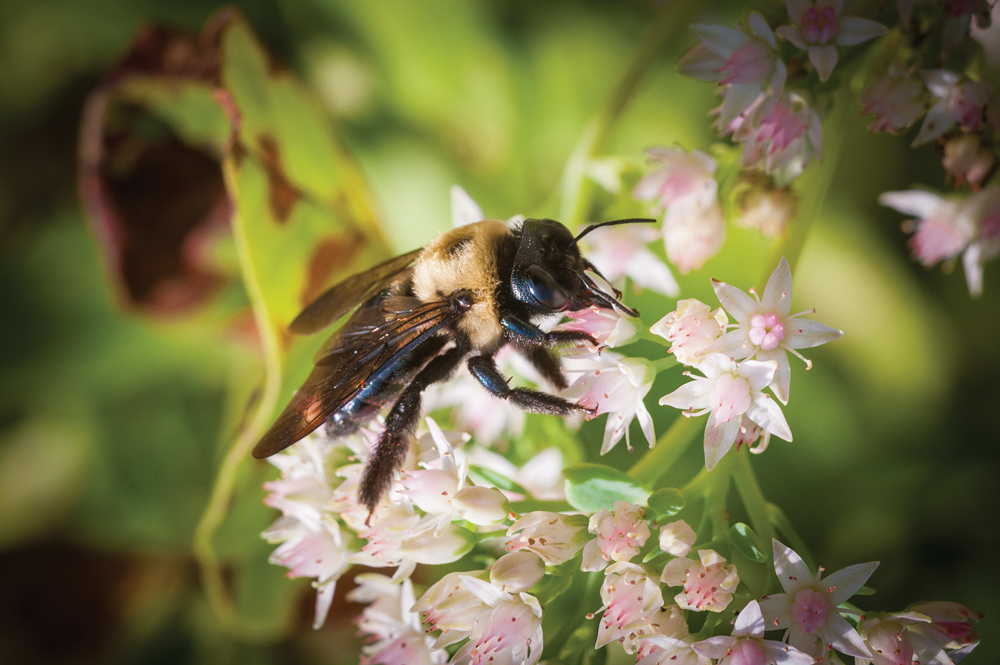 A bumblebee at Brown County State Park. Photo by Rodney Margison