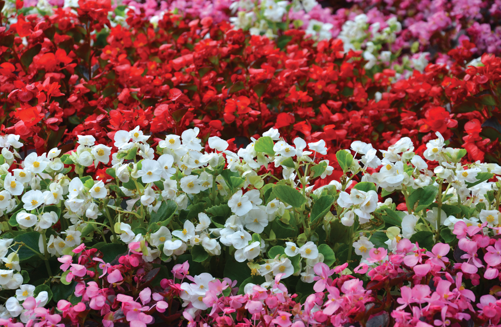 Begonias. Photo by iStock.com/Fotofreak75