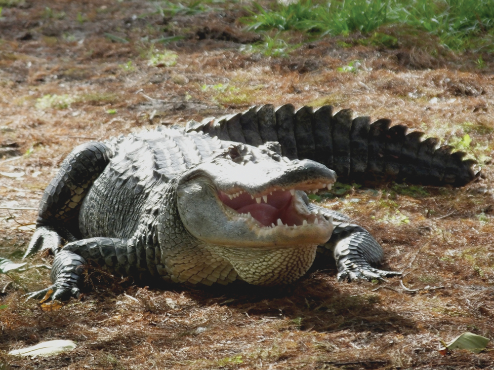 Alligator is just one of the exotic meats available at The Butcher’s Block. Photo by istock.com/passion4nature
