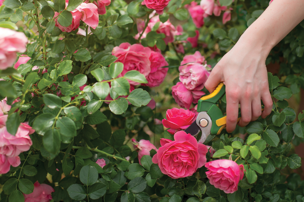 Everything Is Coming Up Roses at this year’s Flower Show, part of the Summer Garden Walk. Photo by istockphoto.com/OlgaPonomarenko