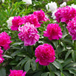 Home D cor Buy Room D cor Online or Instore Target Australia Home D cor Buy Room D cor Online or Instore Target Australia