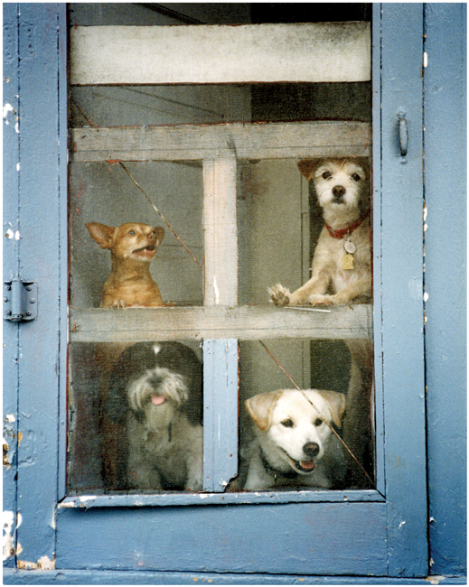 Adopt a Dog:
It’s Good for Your Health