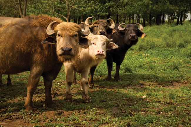 Mease Farm Mease Farm