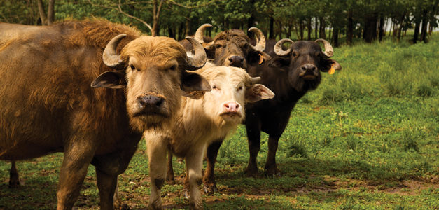 A Farm Where the Water Buffalo Roam