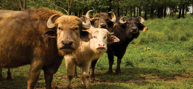 A Farm Where the Water Buffalo Roam