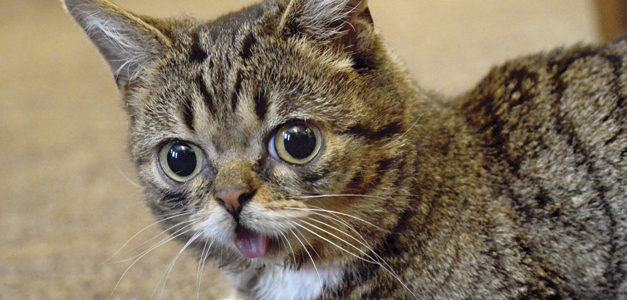 The Most Amazing Creature on the Planet: Lil Bub (Video)