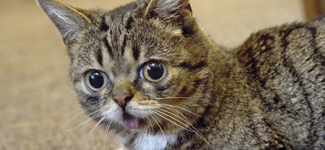 The Most Amazing Creature on the Planet: Lil Bub (Video)