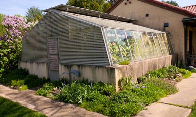 Oranges, Limes, Bananas, and Figs Can Grow Year-Round in Bloomington