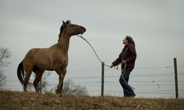 Horse-Angels: An Equine Rescue Center with Bushels of Heart (Photo Gallery)