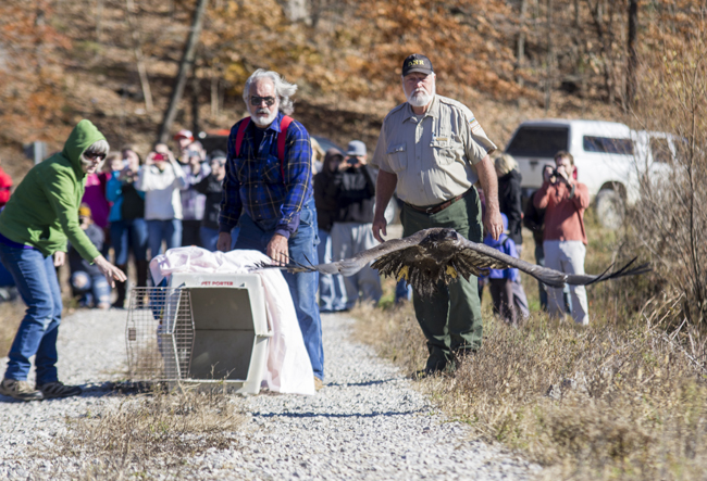 WildCare Helps Young Bald Eagle Return to Wild (Photo Gallery)