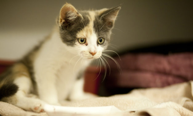 B-town Animal Shelter Has New Kitten Nursery