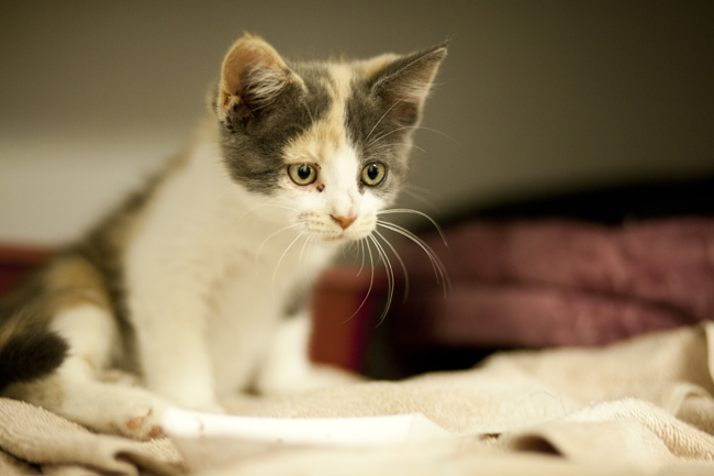 B-town Animal Shelter Has New Kitten Nursery
