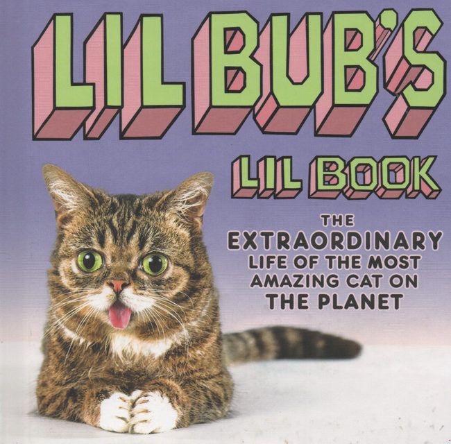 Lil Bub: Fame Is Not Fleeting for B-town’s Favorite Feline