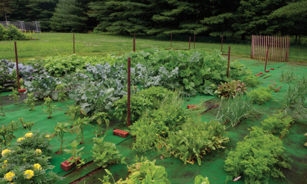 Carpet Gardening: A Novel Way to Grow Vegetables and Flowers