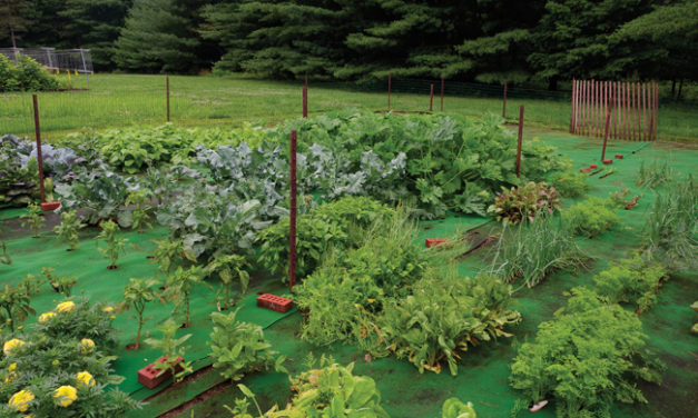 Carpet Gardening: A Novel Way to Grow Vegetables and Flowers