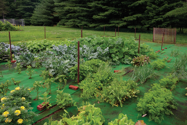 Carpet Gardening: A Novel Way to Grow Vegetables and Flowers