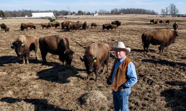 A Monroe County Ranch Where the Buffalo Roam (Photo Gallery)