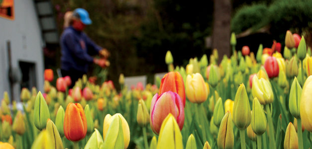 Bloomington’s Flower Lady