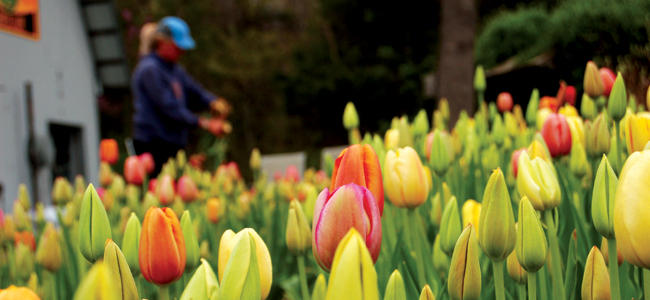 Bloomington’s Flower Lady