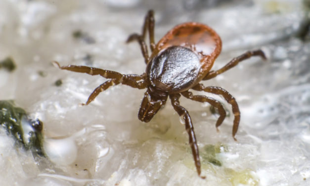 Be on the Lookout! It’s Lyme Disease Season