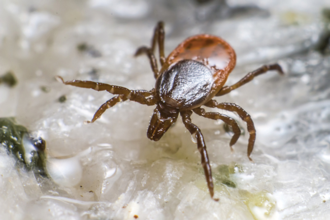 Be on the Lookout! It’s Lyme Disease Season