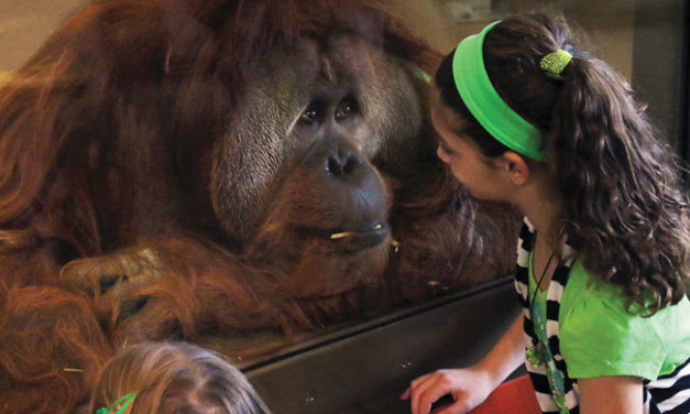 Orangutans Playing ‘Pong’! It’s All Happening at the Zoo (Photo Gallery)