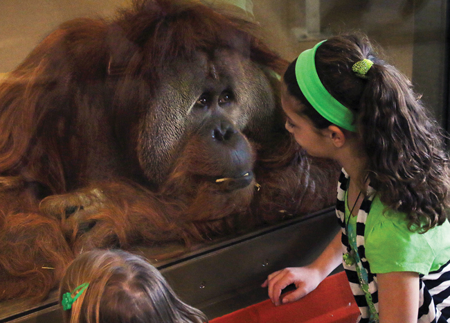 Orangutans Playing ‘Pong’! It’s All Happening at the Zoo (Photo Gallery)