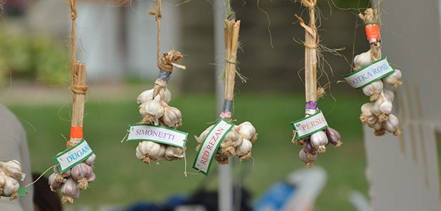 It’s Garlic Time Again On Labor Day Weekend