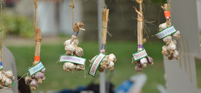 It’s Garlic Time Again On Labor Day Weekend