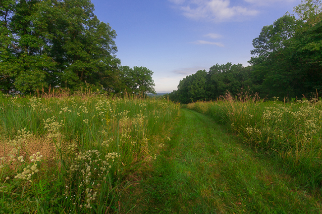 Phyllis Schwitzer’s three-acre prairie garden provides essential cover from predators for birds and butterflies. Photo by James Kellar