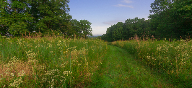 Local Gardener Creates Colorful Prairie Garden (Plant List)