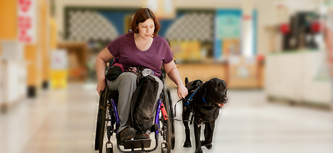 How Herbie And Other Trained Dogs Help Humans With Limited Mobility