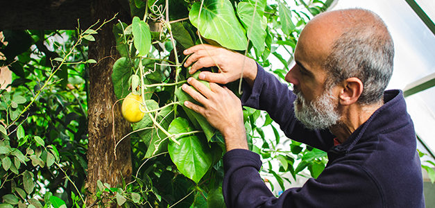 Sobremesa Farm: A Permaculture Endeavor