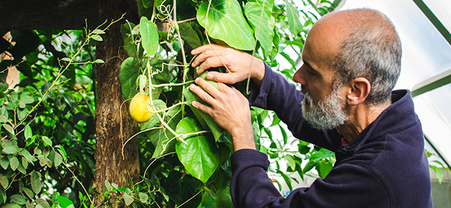 Sobremesa Farm: A Permaculture Endeavor