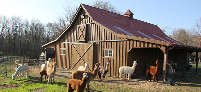 White Violet Center for Eco-Justice: A Place to Reconnect With the Land