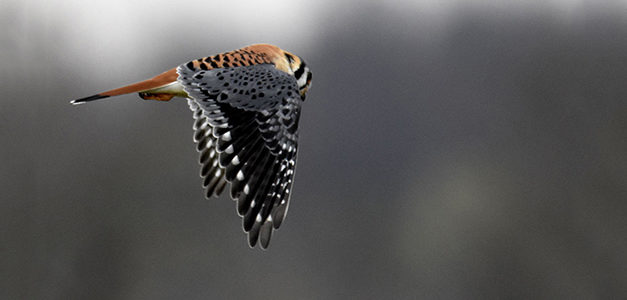 IndiGo Birding Nature Tours: A Passion Became a Business (Photo Gallery)
