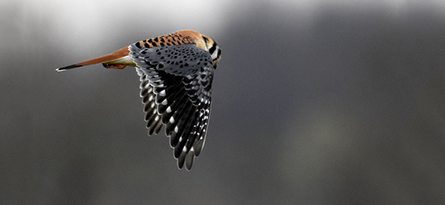 IndiGo Birding Nature Tours: A Passion Became a Business (Photo Gallery)